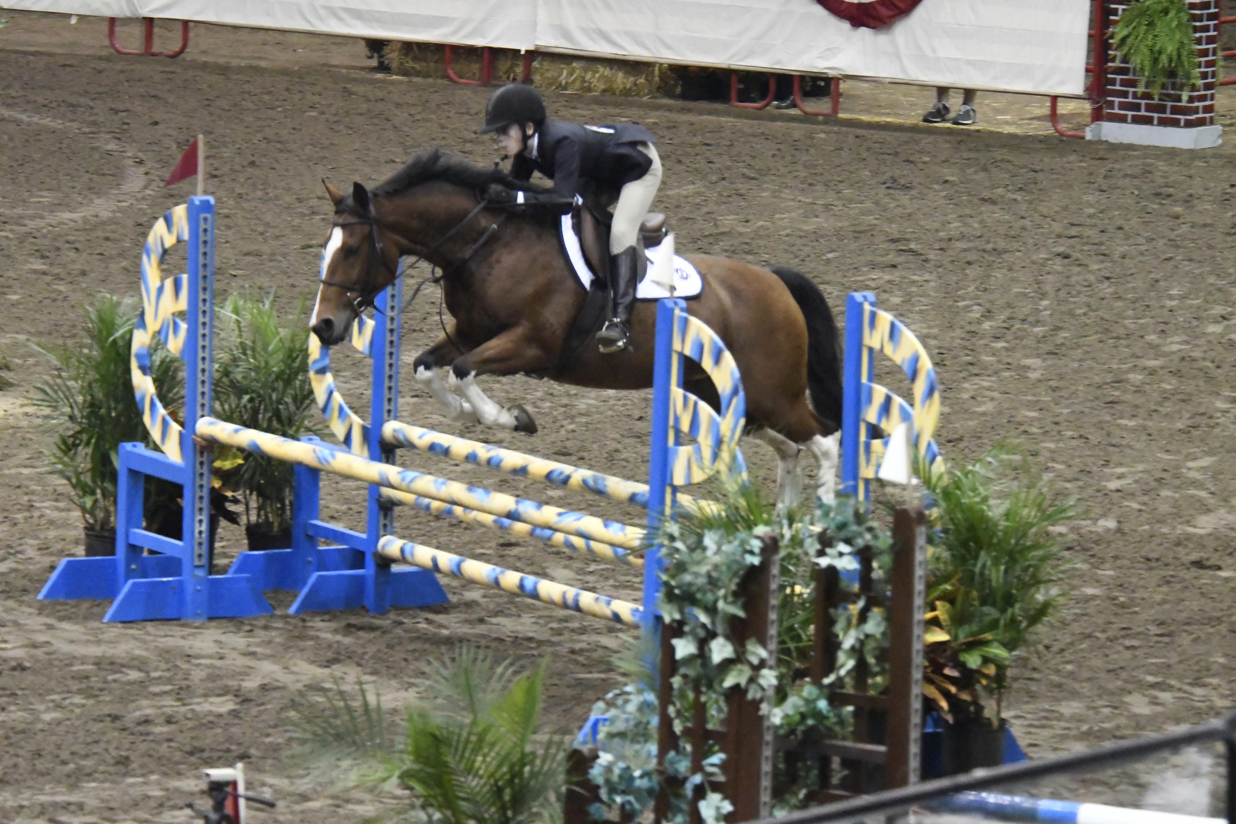 Delta’s Holistar Quarter Horse Jumper