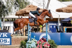 Raspberry Beret Belgian Warmblood Jumper photo 6