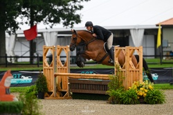 CMS Cruise Control Warmblood Hunter photo 3
