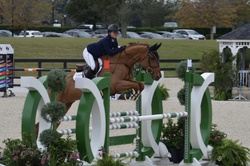 Tinka’s Soldier Warmblood Jumper photo 8