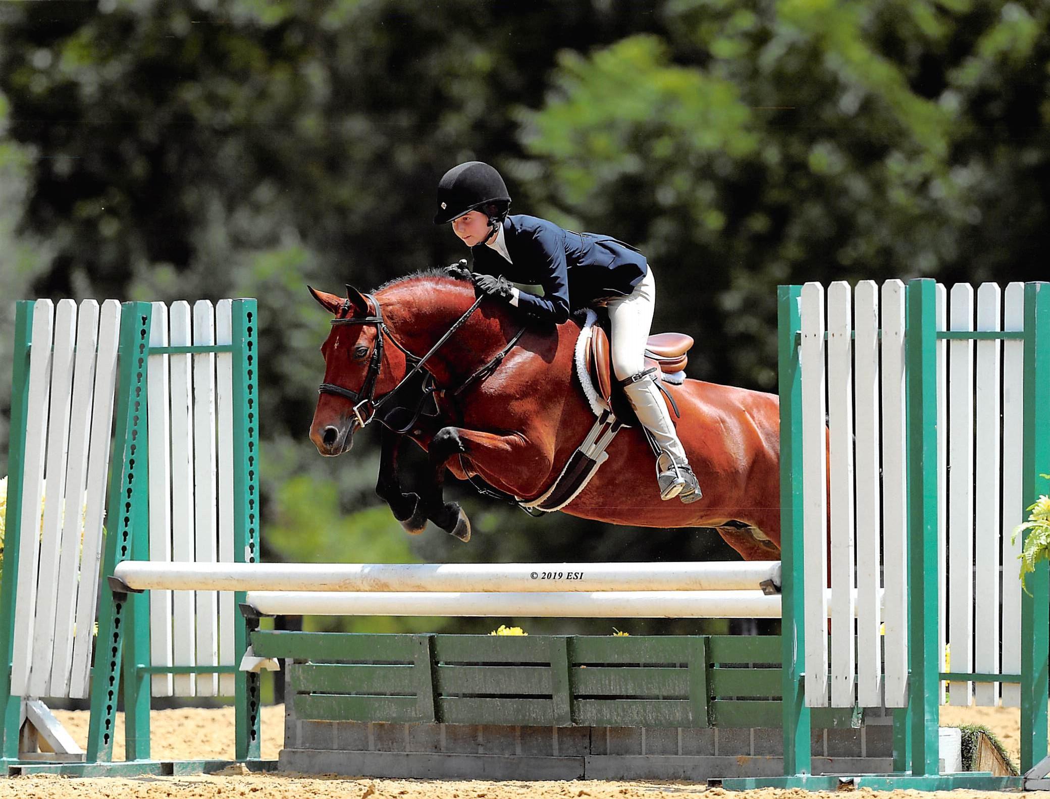 Picturesque German Riding Pony Hunter