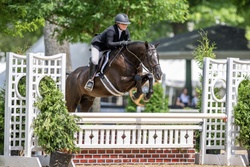 Suites Me Belgian Warmblood Hunter photo 1