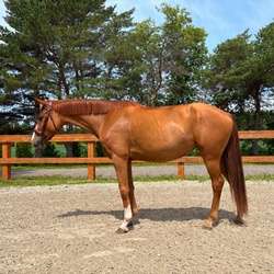 Casino CLS Warmblood Hunter photo 3
