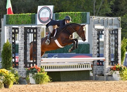 Adore Me Dutch Warmblood Hunter photo 3
