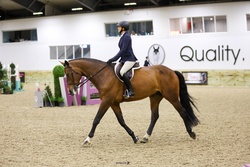 Monaco Dutch Warmblood Equitation photo 8