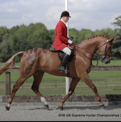 Whixall's Candy Boy Irish Sport Horse Jumper photo 6