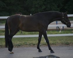 First Class Chopin Holsteiner Jumper photo 3