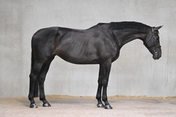 OLMARONE F Dutch Warmblood Jumper photo 1