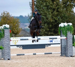 Clintina Oldenburg Jumper photo 4