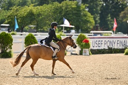 Nemo Welsh Cross Hunter photo 2