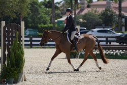 Spot On Welsh Cross Hunter photo 1