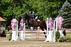 CMS Lowkey Holsteiner Equitation photo 5