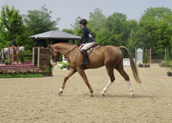 Something Phenomenal Hanoverian Hunter photo 4