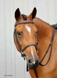 Joly’s Gella New Forest Pony Hunter photo 5