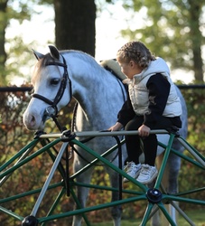 Zazou Other Breed Hunter photo 3