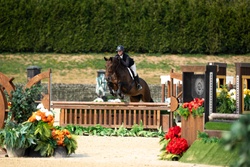 Mafalda De La Fresniere Belgian Warmblood Hunter photo 1