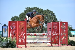 Take off Van’t Meulenhof Belgian Warmblood Equitation photo 7