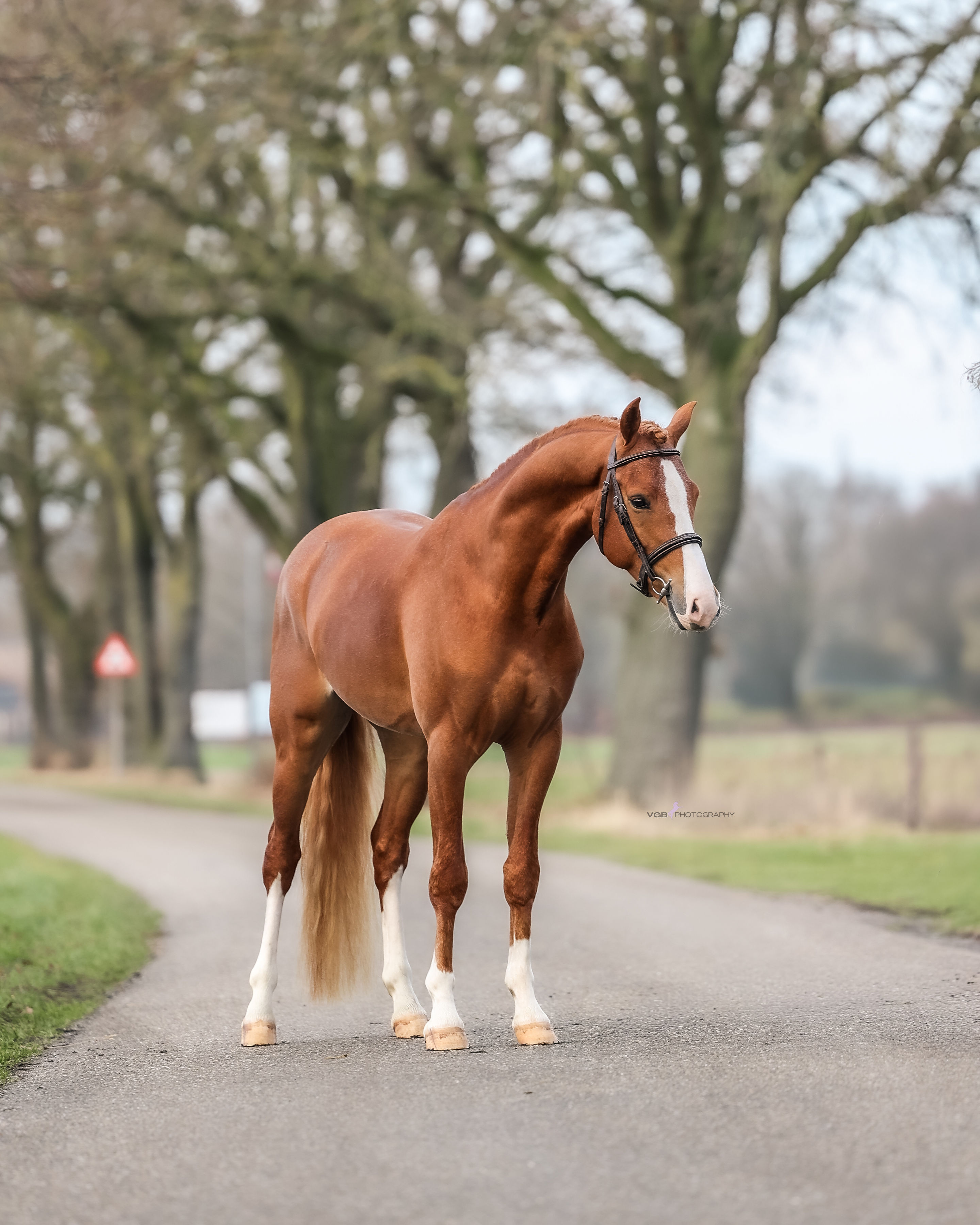 Unique German Riding Pony