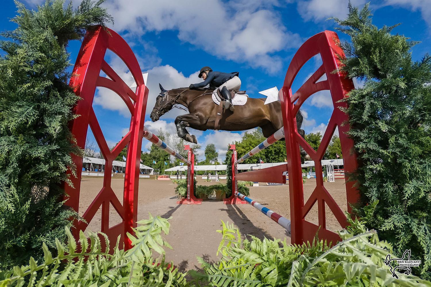 Laissez Faire 3E Canadian Sport Horse Jumper