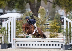 Glamour Girl Welsh Pony Hunter photo 7
