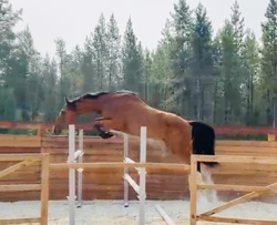 Bodovino Westphalian Jumper photo 1
