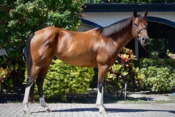 Pedro Other Breed Hunter photo 1