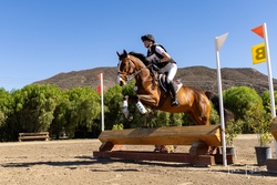 MBF Dropkick Murphy Irish Sport Horse Jumper photo 6