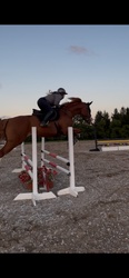 Sunny Belgian Warmblood Jumper photo 5