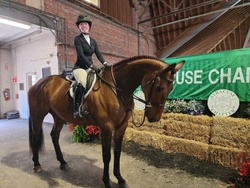 Al Dente Warmblood Hunter photo 3