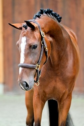 Amyta Warmblood Jumper photo 1