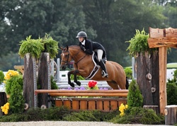 Joly’s Gella New Forest Pony Hunter photo 3