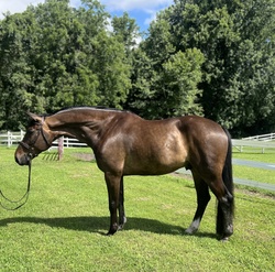 Falken Hanoverian Hunter photo 2