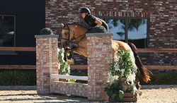 Anjershof Rishi Crossbred Hunter photo 1