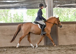 Mulberry Magic “Boba” Welsh Cross Jumper photo 3