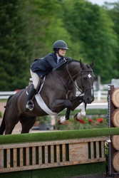 Paragon Hanoverian Hunter photo 6