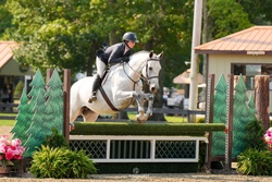 CMS Watermark Westphalian Hunter photo 1