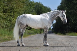 Concorde 76 Warmblood Jumper photo 2
