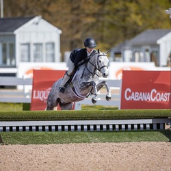 Stoneleigh Welsh Cross Hunter photo 1