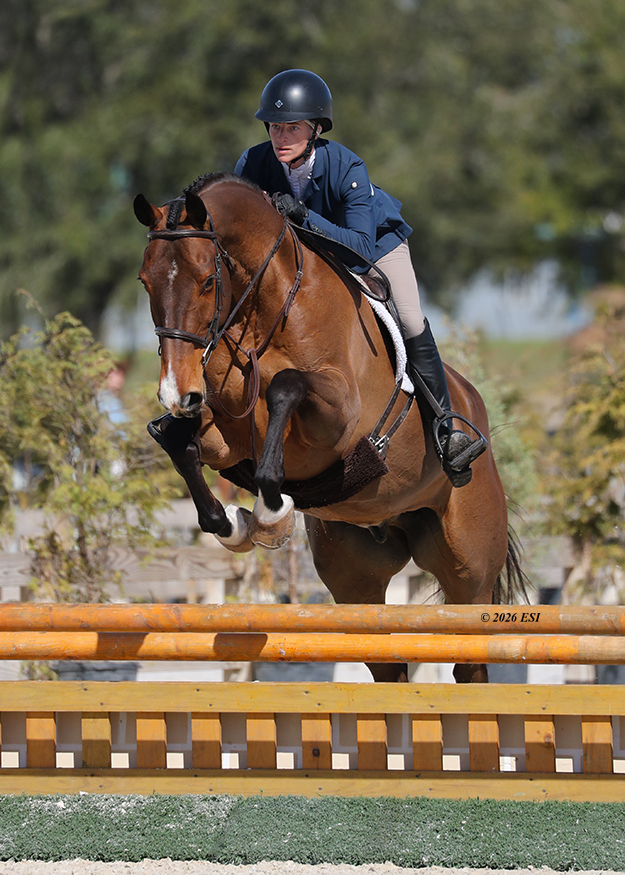 2017 16.1 hand Irish Sport Horse Gelding BIGEQ +