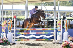 Glad Tidings “Belfast” Zangersheide Jumper photo 1