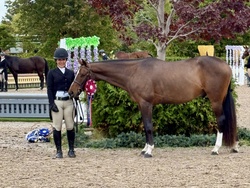 Vintage Warmblood Hunter photo 1