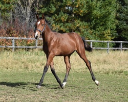 Oro Fiera QTM Westphalian Jumper photo 8