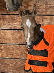 Oliver German Riding Pony Jumper photo 4