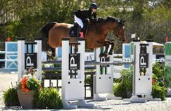 Delia B Dutch Warmblood Jumper photo 8
