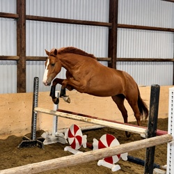 Casino CLS Warmblood Hunter photo 4