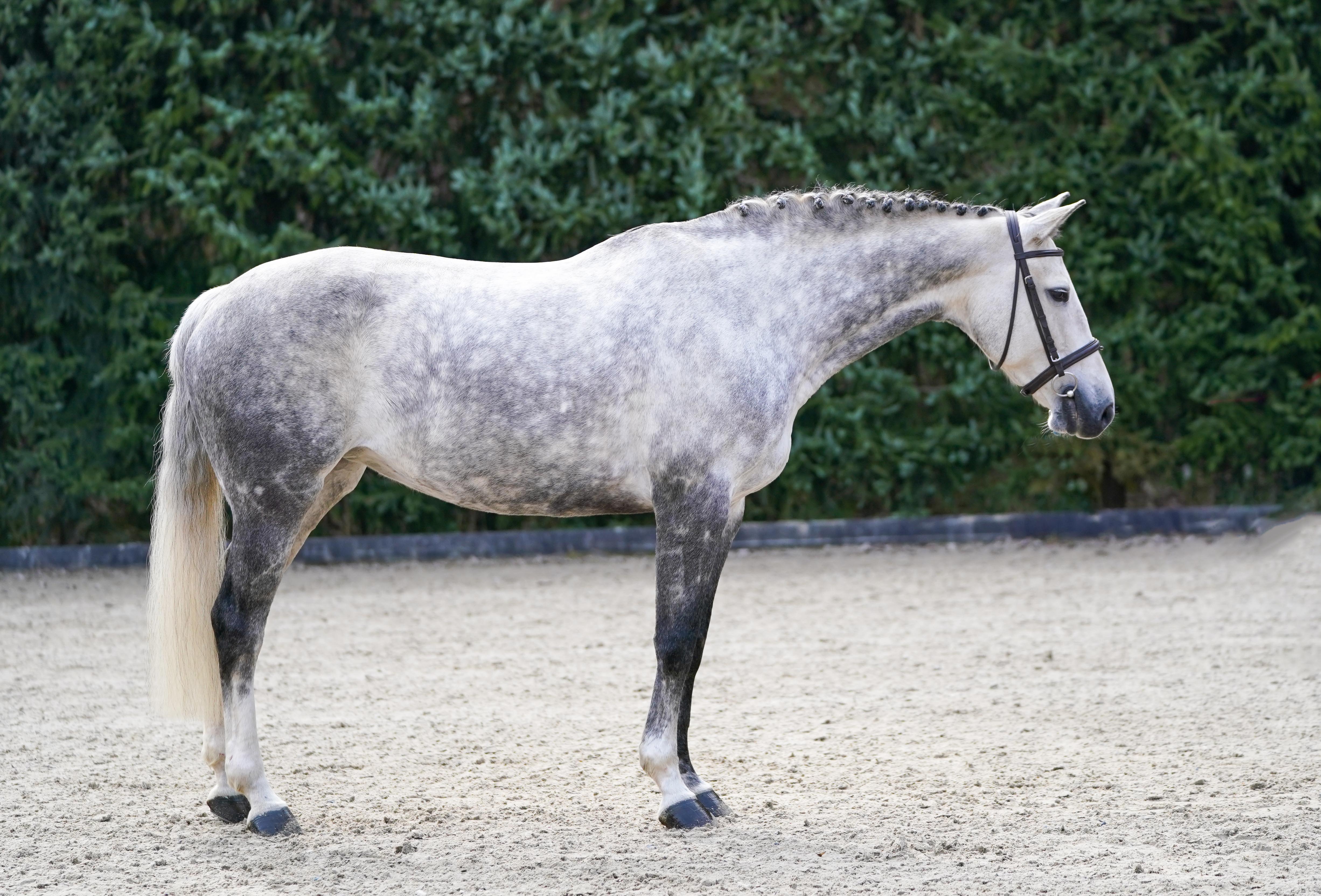 2015 16.2 hand Dutch Warmblood Mare BIGEQ +