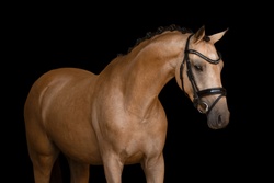 Anjershof Rishi Crossbred Hunter photo 5
