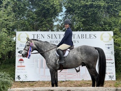 Ohio VDL Dutch Warmblood Hunter photo 5