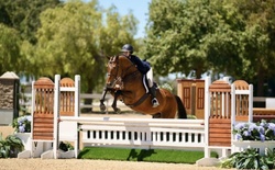 Cascorrado Belgian Warmblood Equitation photo 5