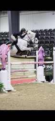 Remi Van De Vrunte Belgian Warmblood Jumper photo 3